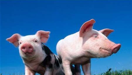 2020年7月17日养猪业重要信息汇总 - 行业关注 - 鸡病专业网