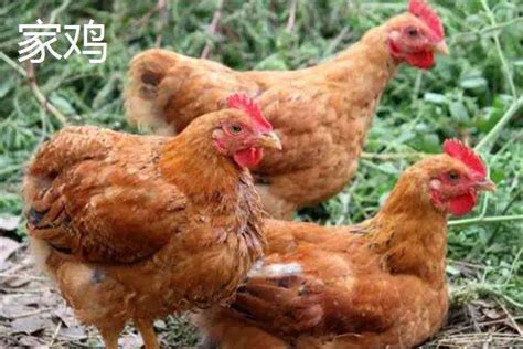 鸡肉周期研究报告二：白羽鸡周期 接上篇。鸡肉周期研究报告一：黄羽鸡周期本篇讨论一下白羽鸡，对于白羽鸡你是否曾听说过这样的“谣言”：上学时，你和 ...
