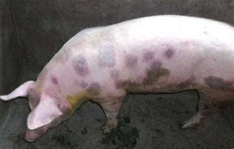 猪丹毒病的特效药-猪丹毒的症状图片-急性猪丹毒怎么治疗效果好 - 畜小牧养殖网