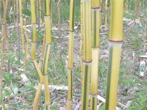 最贵的竹子是什么品种-绿宝园林网