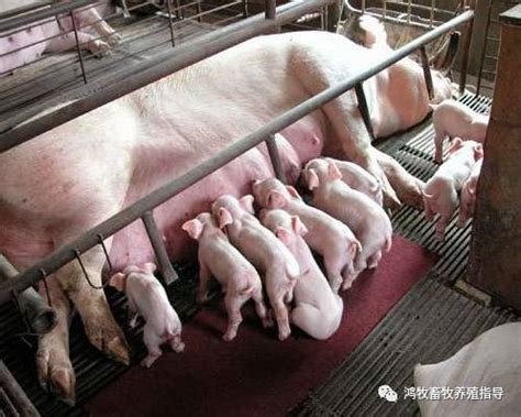 五种常见造成母猪死胎增多及难产的原因和预防办法！