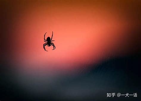成都：养蜘蛛能灭蟑螂 专家：不结网不伤人可放心家养-荔枝网图片
