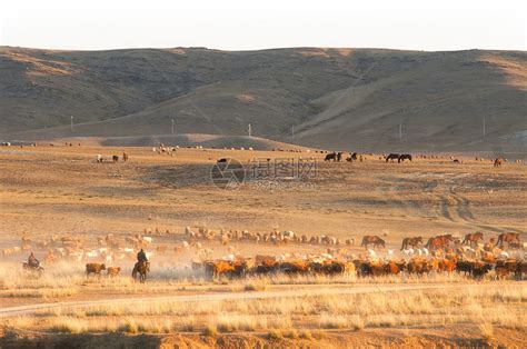 新疆阿勒泰阿尔泰山牧民转场牛羊成群高清图片下载-正版图片500641672-摄图网