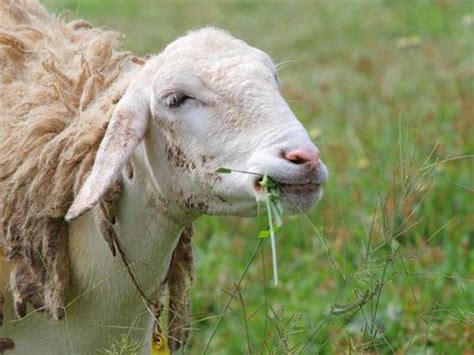 养1500只羊需要种多少牧草-长景园林网