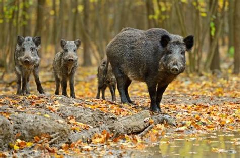 野猪是几级国家保护动物-百度经验