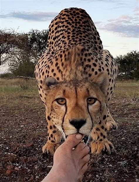 博茨瓦纳豹妹轻舔脚趾 南非摄影师超享受 - 神秘的地球 科学|自然|地理|探索