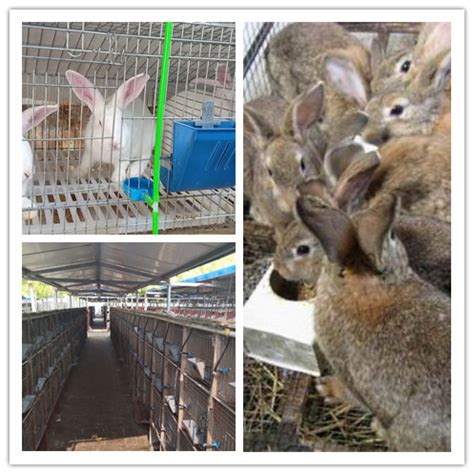 铜梁兔子肉兔种兔养殖场_兔子养殖场_一诺兔业