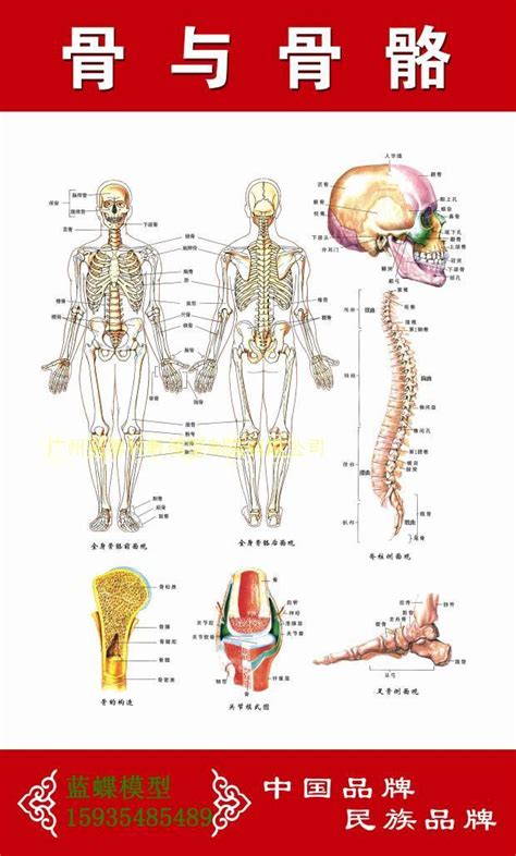 图1 全身骨骼(前面观)-人体解剖学实验-医学