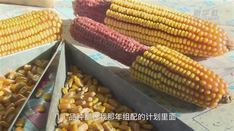 玉米节上推广新品种、新技术_新闻_家在兴安