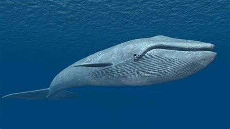 世界上最大的鲸鱼排名前十：蓝鲸一举夺得冠军(3)_巴拉排行榜