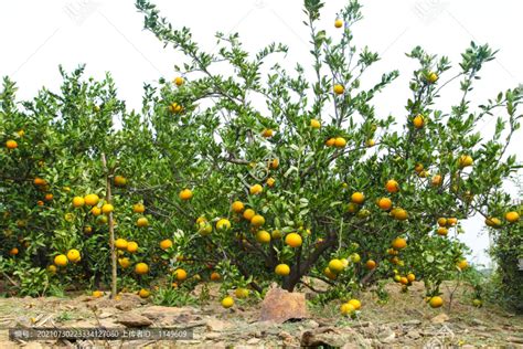 橘子种植基地,瓜果种植,农林渔牧,摄影,汇图网www.huitu.com