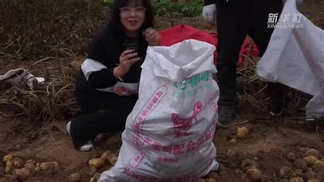 新华全媒+｜刨土豆 掰玉米 记者的秋收体验_手机新浪网