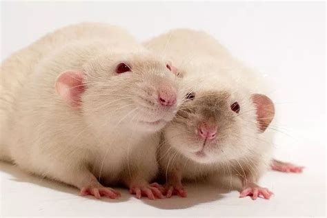 鼠的品种大全,鼠类品种大全介绍,宠物鼠品种大全及图片_大山谷图库