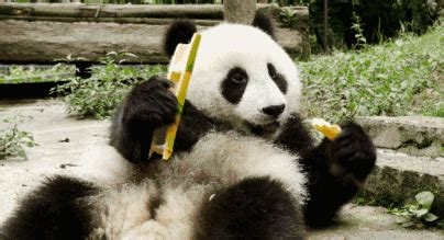 正在吃竹子的熊猫高清图片下载_红动中国