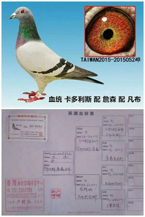 2024年春赛竞赛规程-山西神齐国际赛鸽俱乐部（春赛）-中国信鸽信息网 www.chinaxinge.com