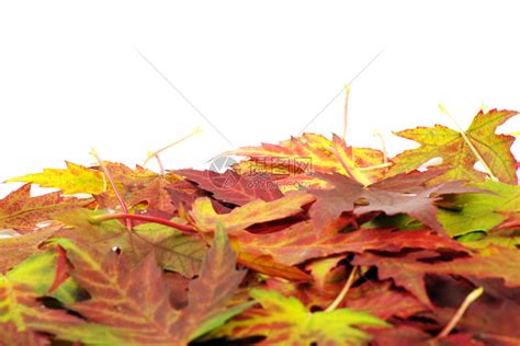 秋天白色的树叶高清图片下载-正版图片303510180-摄图网