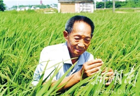 “杂交水稻之父”的深圳缘：80岁生日在龙岗度过_深圳新闻网