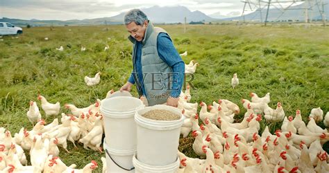 拍摄于一名老人在家禽农场喂鸡照片摄影图片_ID:415286428-Veer图库