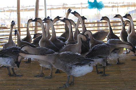 水禽产业技术体系泰州基地主任走访鹅养殖示范点