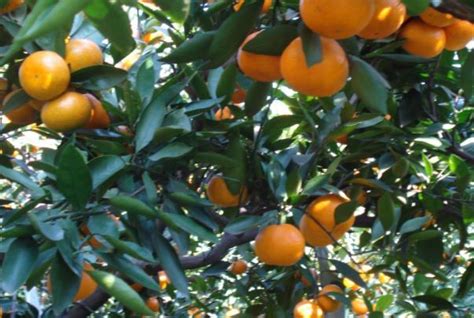 简阳：柑橘挂满枝 又是一年好收成