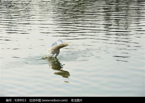 白鹭飞入水面高清图片下载_红动中国