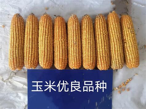 多地推广玉米大豆带状复合种植 专家：要保障品种、规模化和密度__财经头条