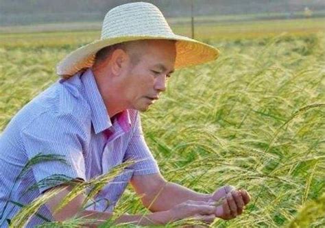2018年新突破：陈教授种出长在海水里的巨型水稻，获最高科技奖