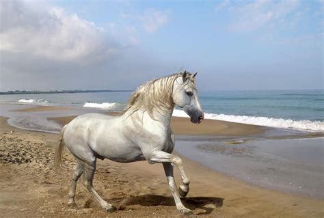马匹“世界之最”史上最全盘点
