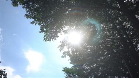 盛夏阳光透过树影mov格式视频下载_正版视频编号179729-摄图网