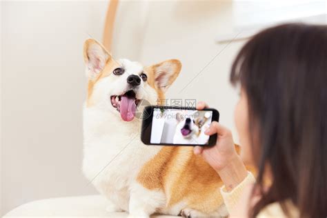 女性在家使用手机给宠物狗拍照高清图片下载-正版图片502360130-摄图网