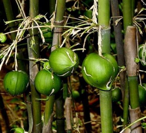 这种竹子能开花，还能长出竹米，营养价值和药用功效很高