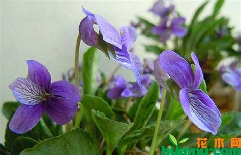 紫花地丁种子怎么种?-种植技术-中国花木网