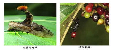 【2018年分省院科普征文大赛作品展示】昆虫的自我保护----中国科学院西安分院