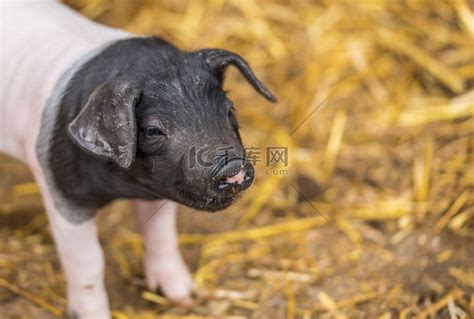 德国品种的可爱小猪高清摄影大图-千库网