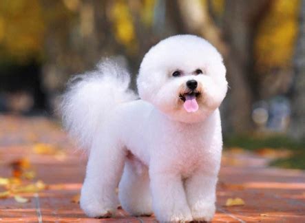 十大忠诚名犬排行榜 比熊犬是一种娇小的强健的白色