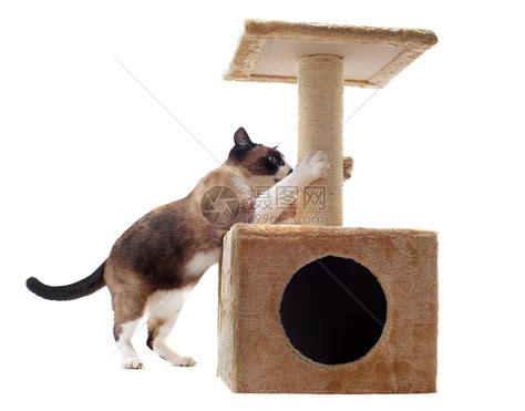 可爱动物猫抓素材图片免费下载-千库网