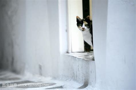 猫在门口叫预示离世_家门口来猫是什么兆头 - 随意云