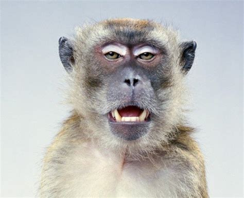 20张可爱的猴子肖像摄影作品 - 设计之家