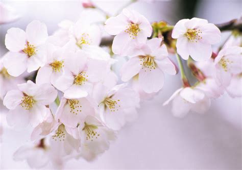樱花雨-贵州旅游在线