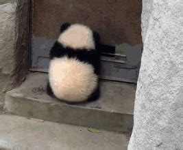 熊猫人搞笑小视频