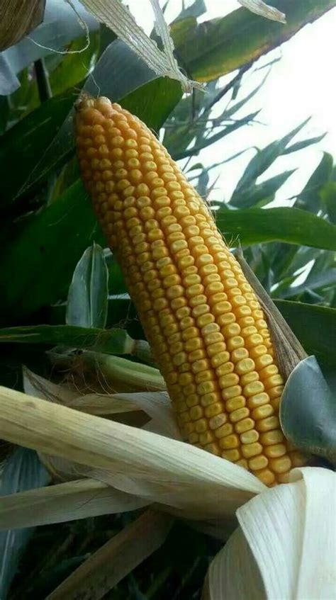 玉米种子排名前十名 - 农敢网