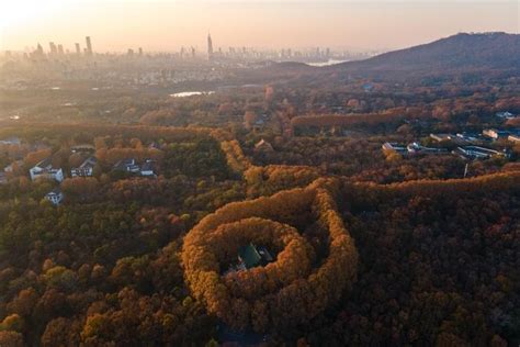南京的秋天，从陵园路、石象路开始，一下子就美成了古城金陵