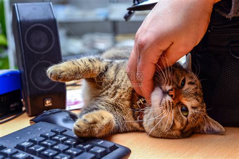 快看，这款键盘猫里猫气的 - 知乎