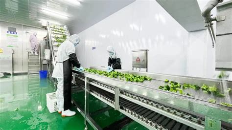 张掖市人民政府>> 从“蔬菜销售”到“精深加工”——山丹第一条蔬菜水果精深加工生产线正式投入使用