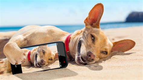沙滩上可爱的狗狗 手机自拍 桌面壁纸_高清动物壁纸_彼岸桌面