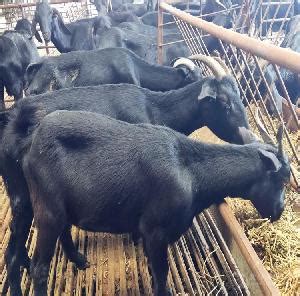 黑山羊价格养殖场养殖价格 全国 德州驴-食品商务网