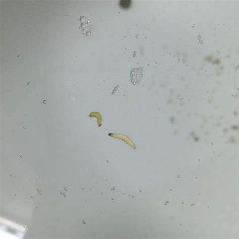 这种乳白色长条状的虫子是啥，头上有一个褐色圆点，尾部里边好像也有一个圆点接近透明？ - 知乎