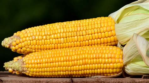 2022年玉米价格行情走势分析-2022年玉米价格行情预测 - 见闻坊