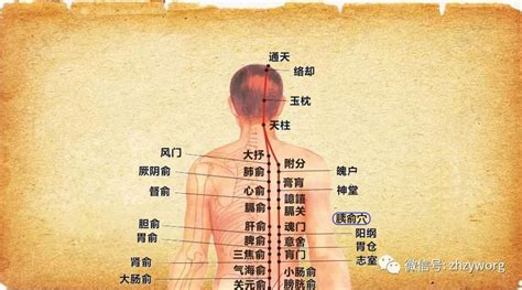 胰俞的准确位置图图片 胰俞的准确位置图图片