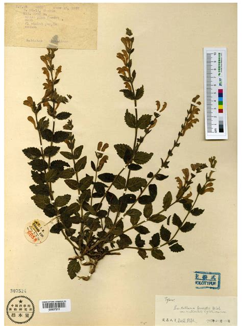 灰岩黄芩木里变种-国家植物标本馆(PE)模式标本集-图片